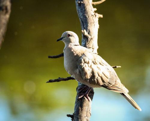 iNaturalist image