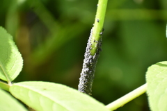 Aphis sambuci