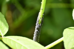 Aphis sambuci