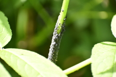 Aphis sambuci