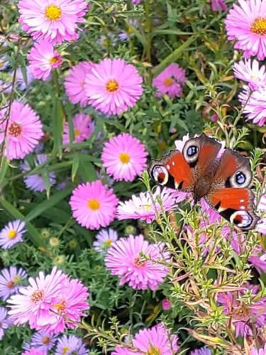 European Peacock Butterfly
