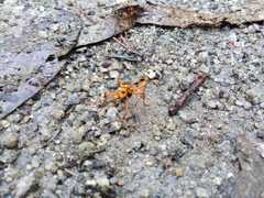 Sphictostethus gravesii