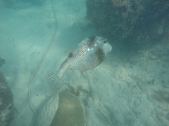 Lactophrys bicaudalis