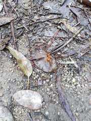 Sphictostethus gravesii