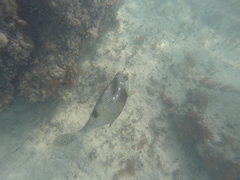 Lactophrys bicaudalis