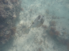 Lactophrys bicaudalis