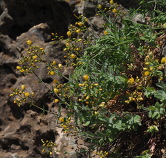 Hypericum lanuginosum
