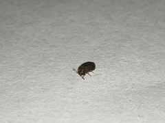 Stegobium