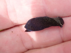 Aglaja ocelligera