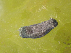 Aglaja ocelligera