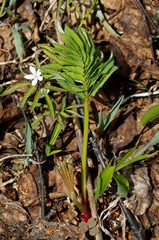 Sanguisorba tenuifolia