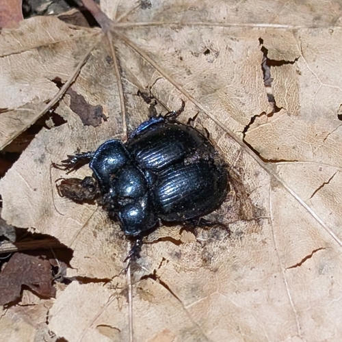 Woodland Dor Beetle