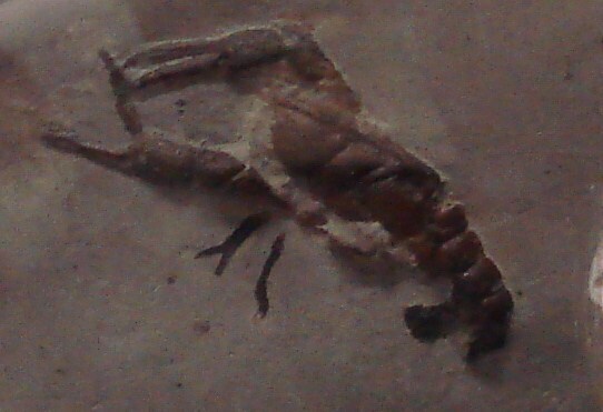 Glypheoid Lobsters