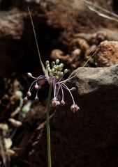 Allium daninianum