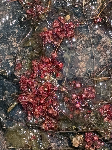 Burks Sundew