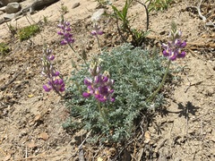 Lupinus albifrons collinus