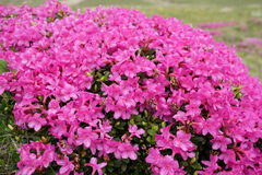 Rhododendron myrtifolium