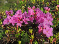 Rhododendron myrtifolium