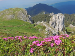 Rhododendron myrtifolium