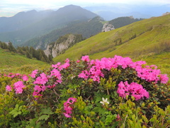 Rhododendron myrtifolium