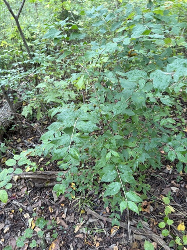 Amur honeysuckle
