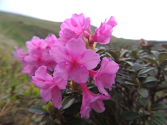Rhododendron myrtifolium