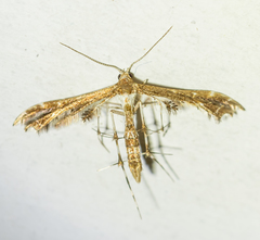 Geina periscelidactylus