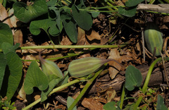 Aristolochia scabridula