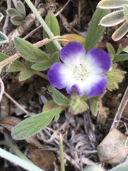 Phacelia davidsonii