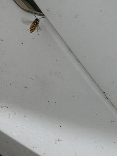German Yellowjacket