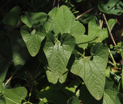 Aristolochia scabridula
