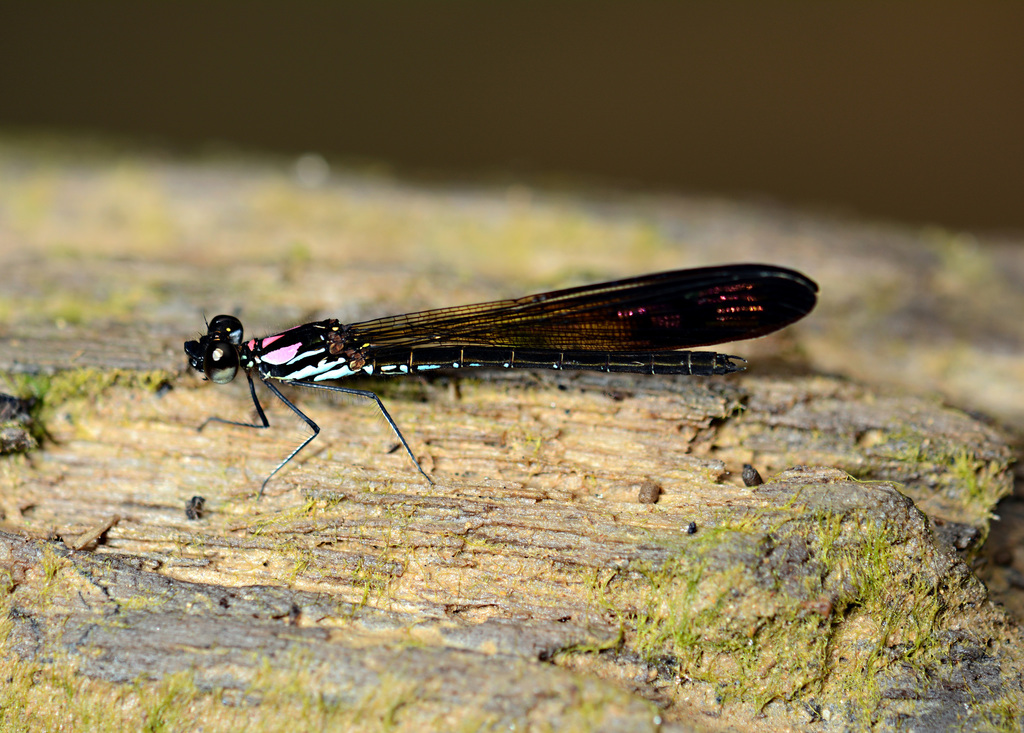 Heliocypha biseriata