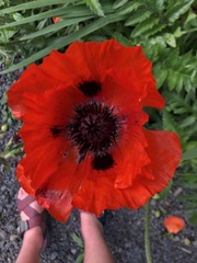 Papaver orientale