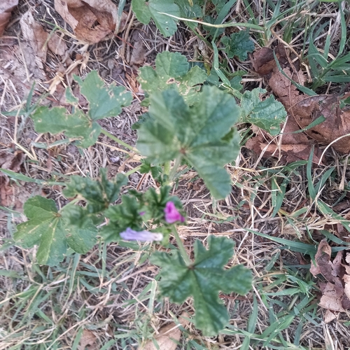 Common Mallow