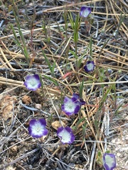 Phacelia davidsonii