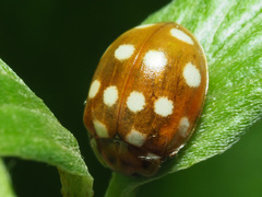 Calvia quatuordecimguttata