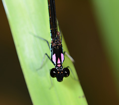 Heliocypha biseriata