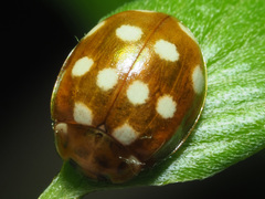 Calvia quatuordecimguttata