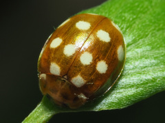 Calvia quatuordecimguttata