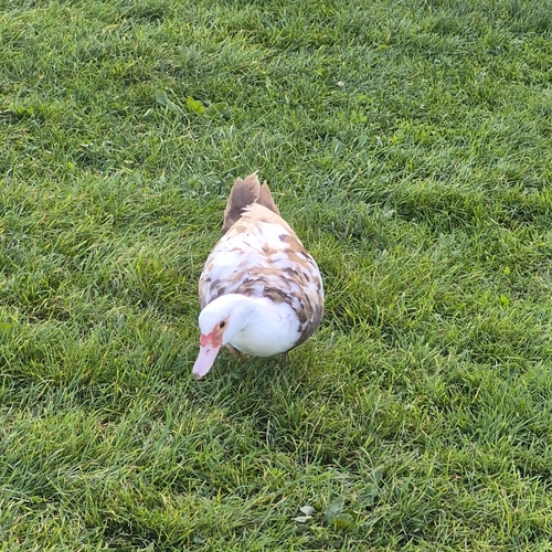 Domestic Muscovy Duck