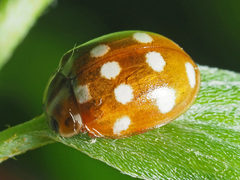 Calvia quatuordecimguttata