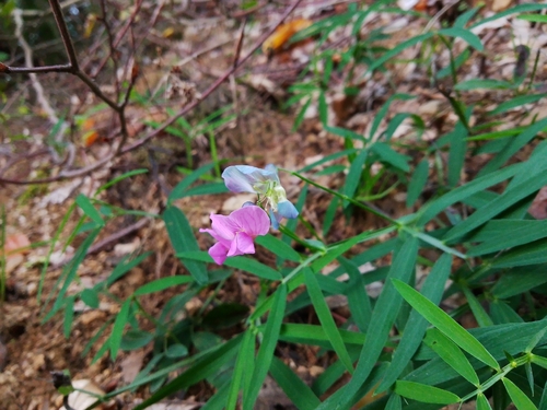 Lathyrus linifolius observed 2026-10-02