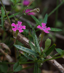 Silene aegyptiaca