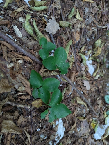 Liverleaf
