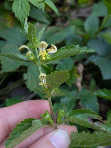 yellow archangel