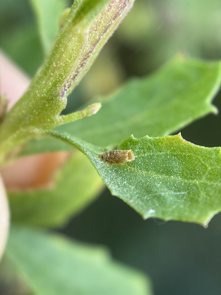Rhopalomyia sulcata