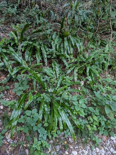 Hart's-tongue fern