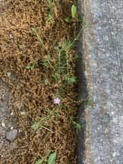 Spergularia rubra