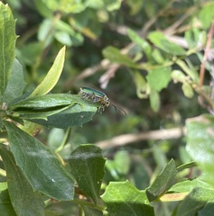 Trirhabda flavolimbata