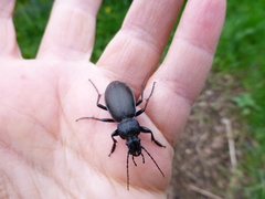 Carabus aeruginosus